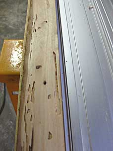 Carpenter ant galleries in 2x4